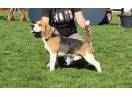 Mascul beagle cu pedigree