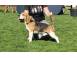 Mascul beagle cu pedigree caini pisici 933230 poza 1